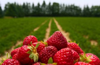 Spożycie owoców i warzyw rośnie. Trend już niedługo się zmieni