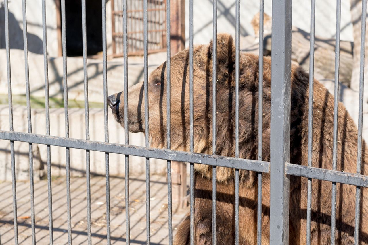 Niedźwiedzica odsiaduje wyrok z przestępcami. Spędzi w więzieniu resztę swoich dni