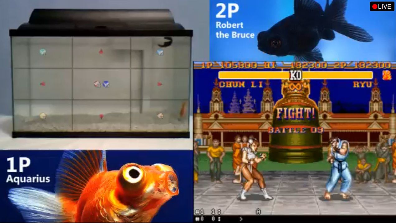 Aquarius i Robert the Bruce od trzech dni grają w Street Fightera II. Są rybami