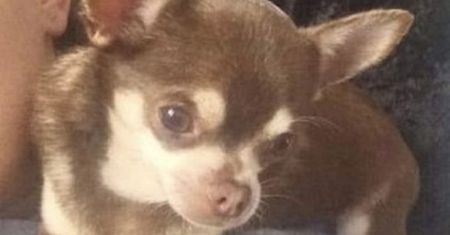 Właściciele załamani. Chihuahua porwany z podwórka przez mewę