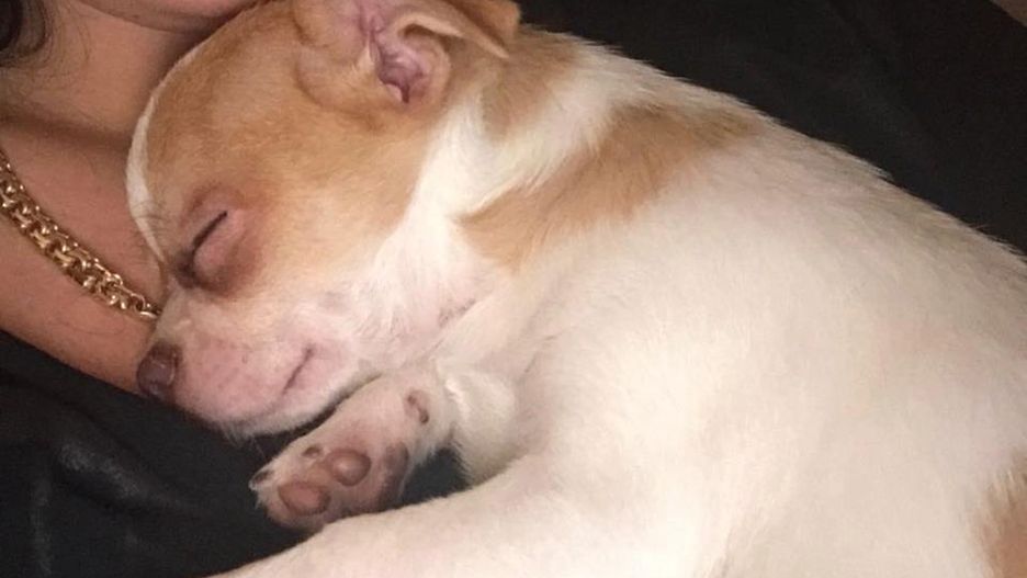 Kamila Przytuła z bezpieczną już Ciapką