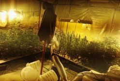 Plantacja u pseudokibica. 160 sadzonek konopi i 8 kg marihuany