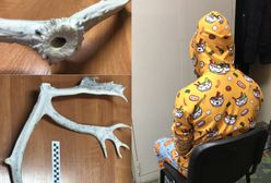 Spacerował w piżamie niosąc poroże. Miał marihuanę