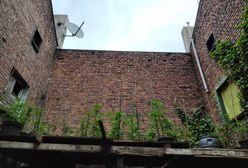 Plantacja marihuany odkryta przez... drona