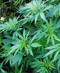 Medyczna marihuana będzie za miesiąc w polskich aptekach