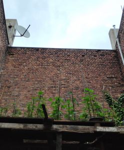 Plantacja marihuany odkryta przez... drona