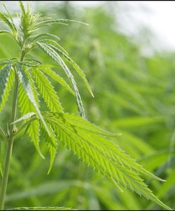 Coca-Cola chce stworzyć napój z marihuaną