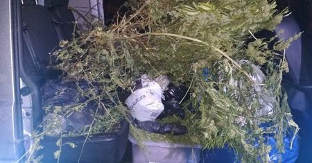 Warszawa. Miał prawie 13 kg marihuany. Usłyszał zarzuty