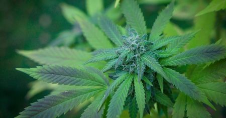 Marihuana warta miliardy. I to zgodnie z prawem