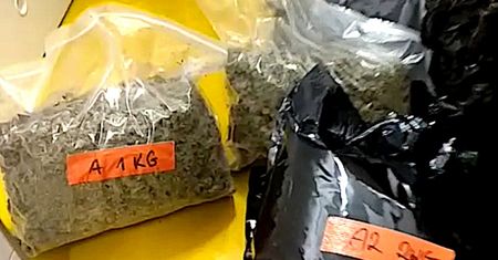 Marihuana zamiast pieczarek. Znalezisko na Dolnym Śląsku