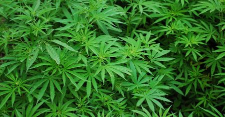 Lecznicza marihuana może wkrótce trafić do polskich aptek