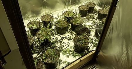 Marihuana rosła tuż przy stacji metra. Seria zatrzymań w stolicy