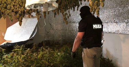 Pięciu Polaków zatrzymanych w Czechach. Założyli plantację marihuany