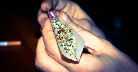 Marihuana jednak bardzo szkodliwa. Nowe wyniki badań