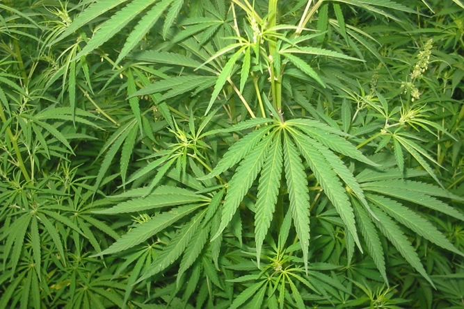 Litwa: Medyczna marihuana zalegalizowana