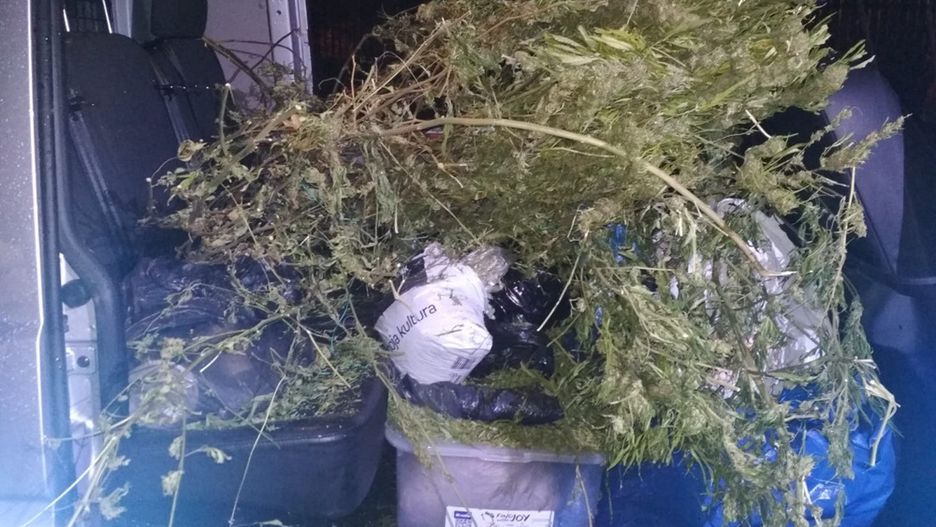 W domu zatrzymanego mężczyzny zabezpieczono nasiona, susz roślinny i krzewy marihuany.