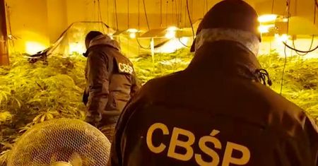 Gigantyczna plantacja na Pomorzu. Nawet 800 kg marihuany