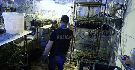 Plantacja marihuany ukryta była za szafą. Prawie 600 krzaków konopi