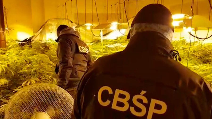 Nielegalna plantacja marihuany.