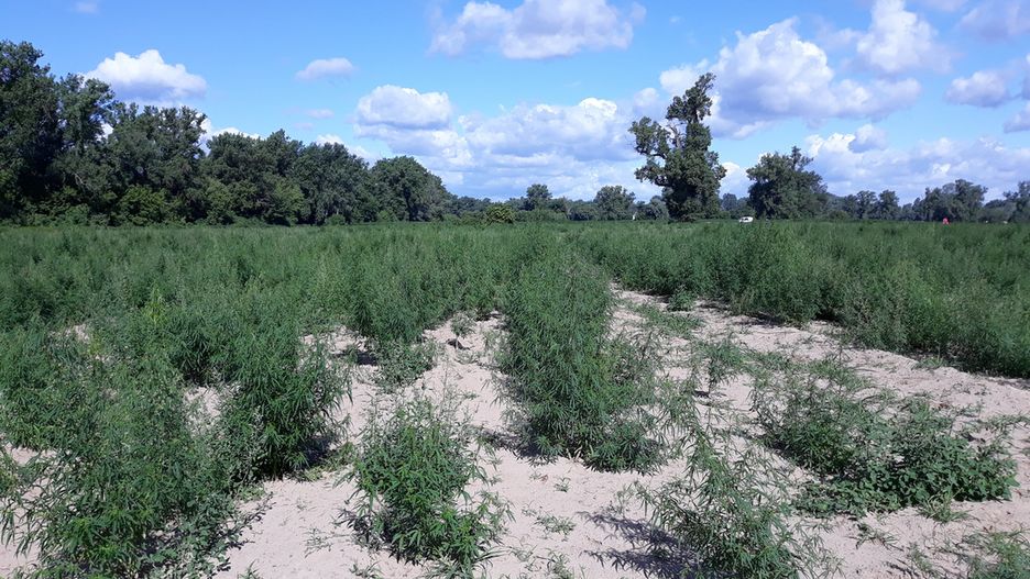 Plantacja marihuany obejmowała obszar 4 hektarów