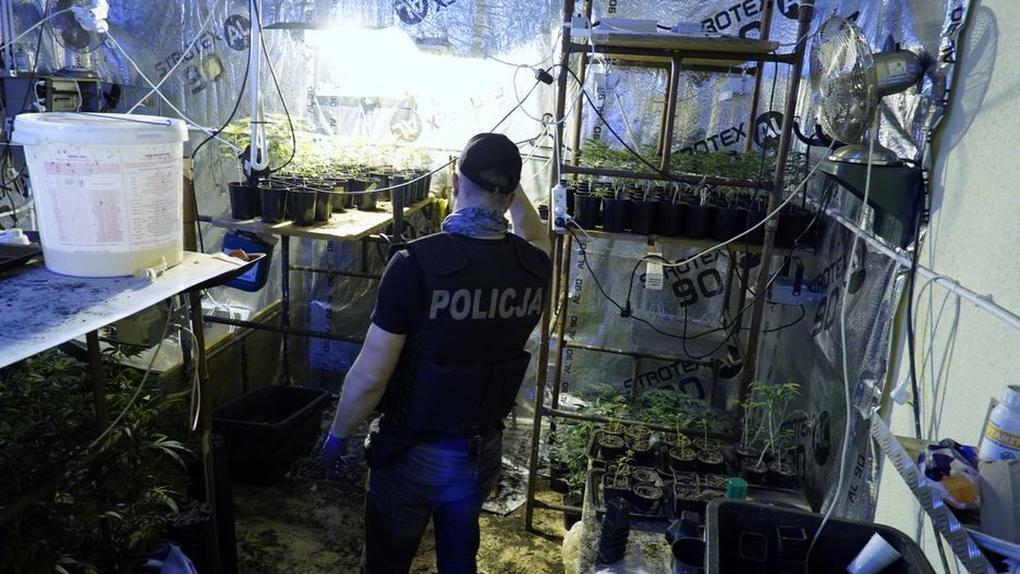 Za szafą było ok. 600 roślin konopi