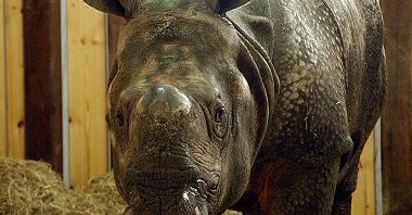 Nowy nosorożec w warszawskim zoo