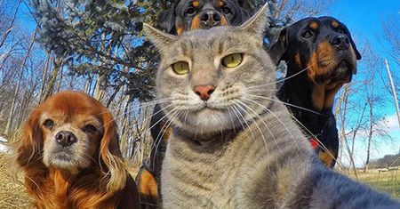 Robią to lepiej od ciebie. Zwierzęta lubią selfie