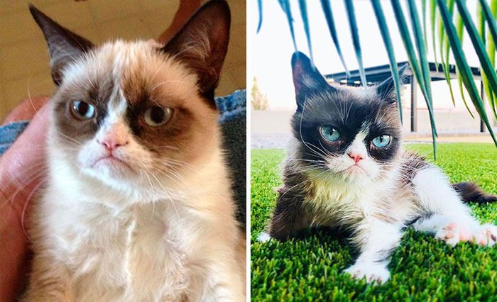 Grumpy Cat