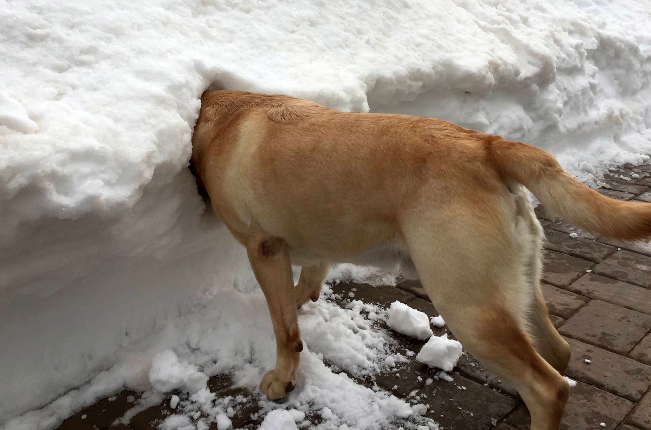 Zwierzaki kontra śnieg. Boki zrywać