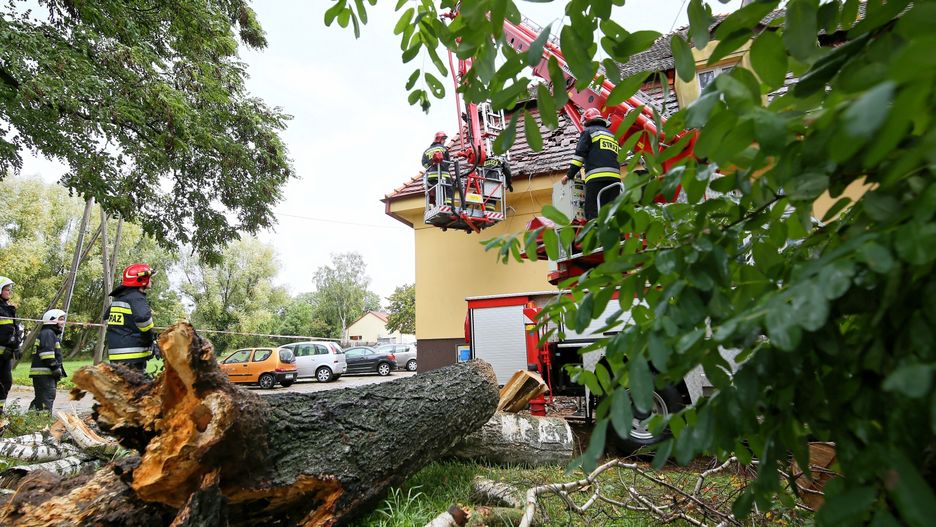 Pogoda. Synoptycy ostrzegają: to dopiero początek wichur. Powalone drzewo uszkodziło budynek szkoły w wielkopolskich Przygodzicach