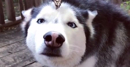 Husky, motyl i 14 mln wyświetleń. Suczka Cymber w dwa dni stała się fenomenem