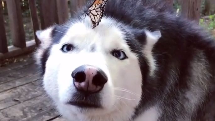 Nagranie z suczką husky o imieniu Cymber podbija sieć