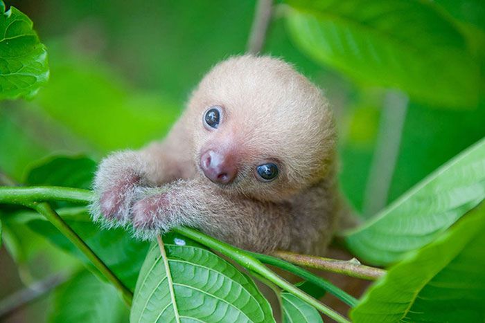 theslothinstitutecostarica