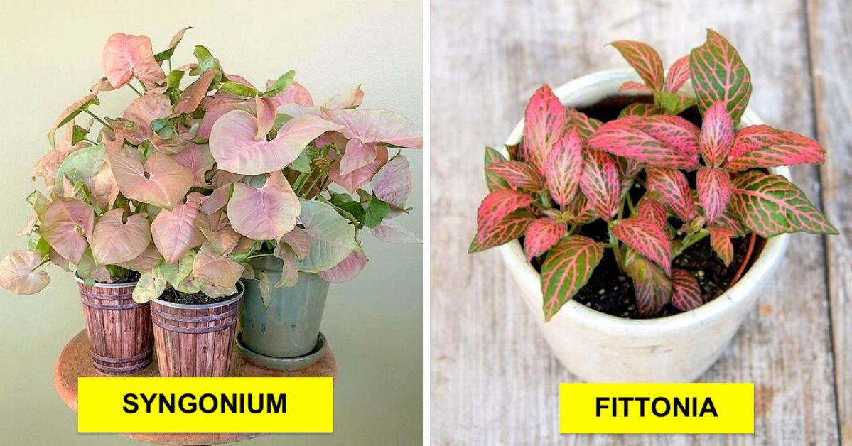 11 Potted Plants With Pink Leaves