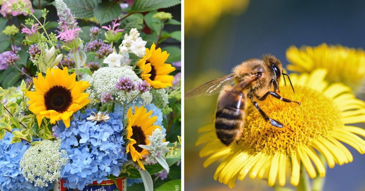 20 Plants Bees Will Be Grateful for If You Have Them in Your Garden