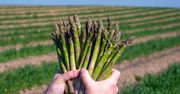 Lubisz szparagi? Zobacz, co się stanie z twoim organizmem, jeśli będziesz je jeść codziennie
