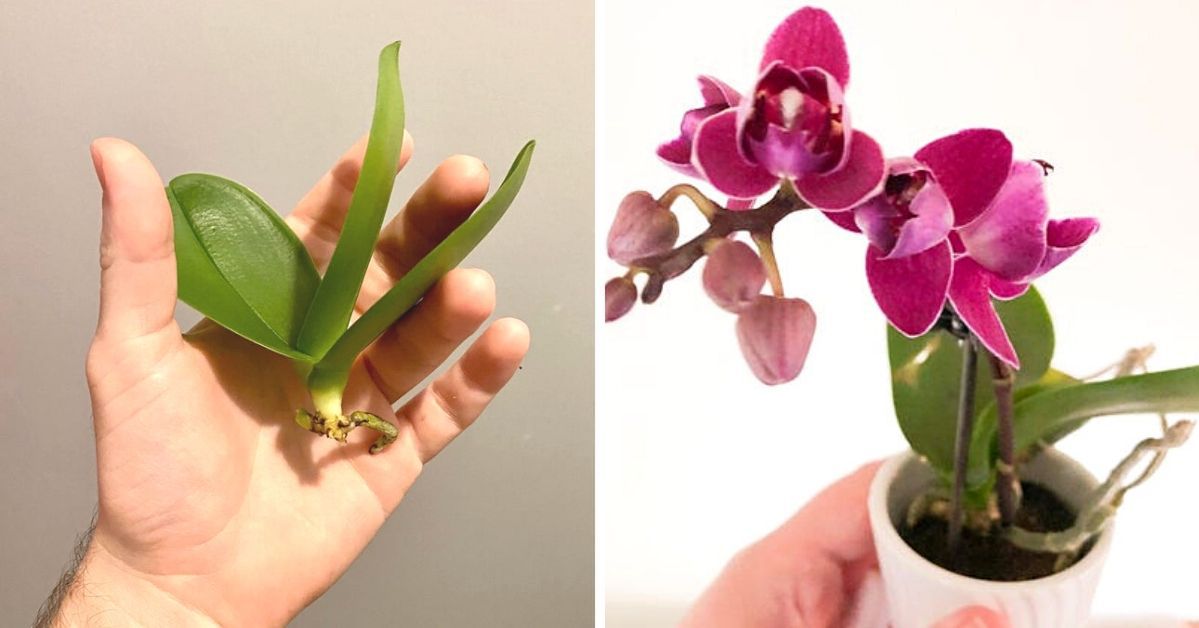 Things Orchids Like and Things They Hate. 5 Basic Principles You Must Follow While Taking Care of These Wonderful Plants