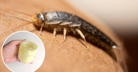 Kiedy rybiki pojawią się w łazience, robię prostą, ale skuteczną pułapkę