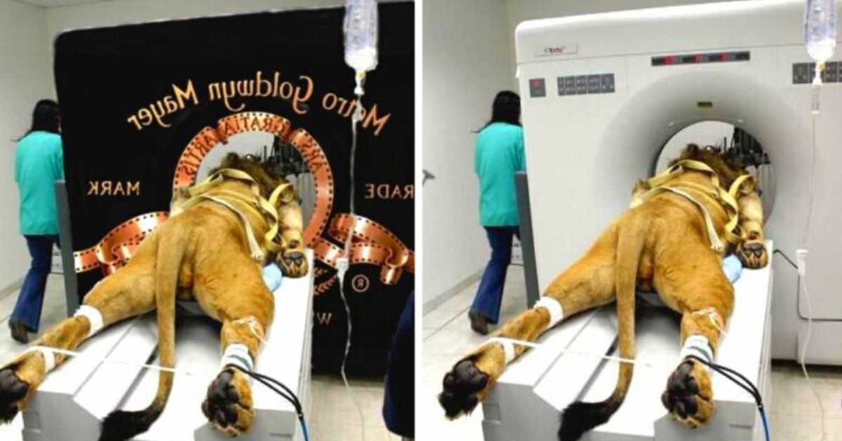 11 Photos That Turned Out to Be Fakes after Going Viral