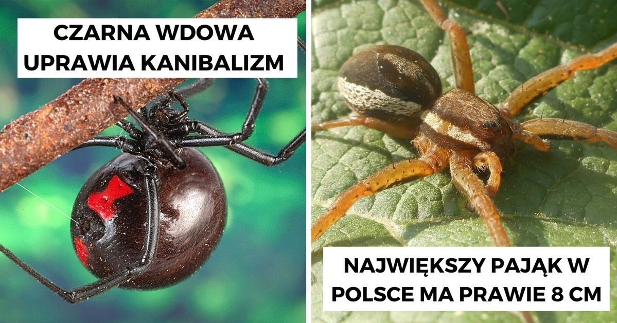 11 mrożących krew w żyłach ciekawostek o pająkach. Nie dla osób cierpiących na archnofobię