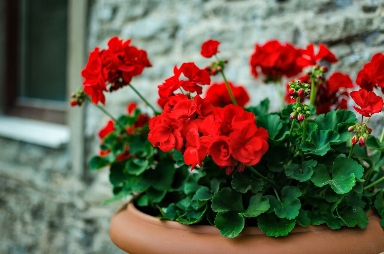 szkodliwość pelargonii, fot. getty images