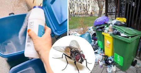 Jak odstraszyć muchy z kontenerów na śmieci? Zrobisz to za pomocą jednego naturalnego składnika