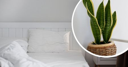 Tych roślin nie trzymaj w sypialni. To gwaranty bezsenności i problemów z oddychaniem