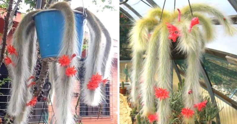 Would You like to Grow a Hairy Spider In  A Pot? If Your Answer Is Positive, You Need to Take a Look at This Amazing Cactus from South America