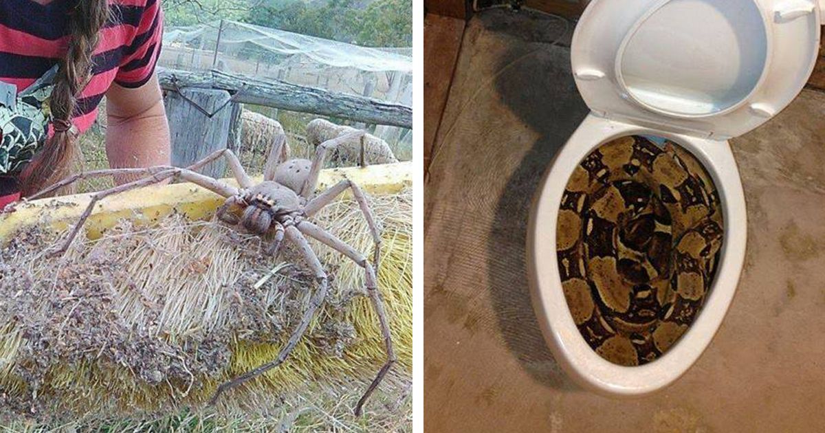 20 Reasons Why I Would Never Move to Australia. Beautiful as the Country Is, I Find It Rather Horrifying…