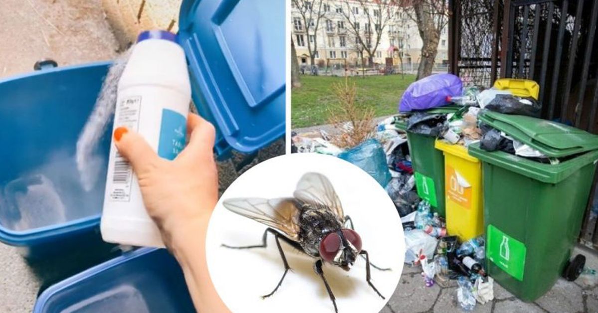 How to Repel Flies from Garbage Containers? You Can Do It with One Natural Ingredient!