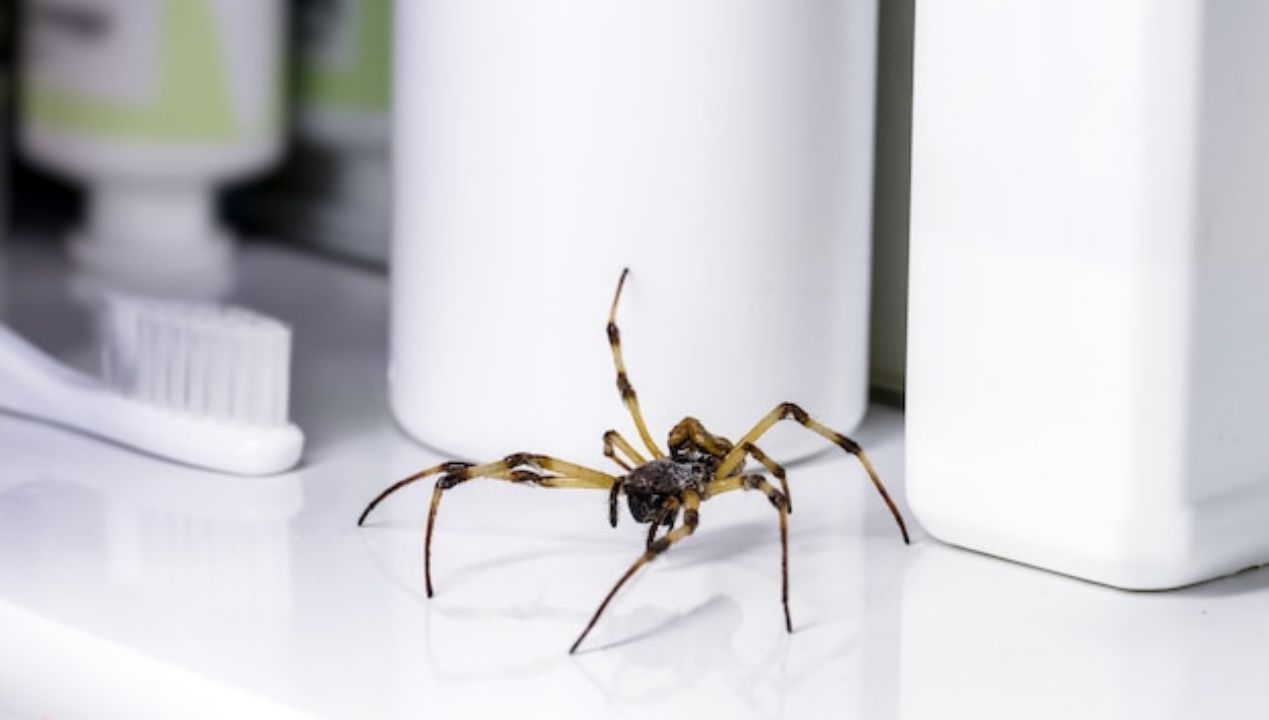 Gdy zobaczysz pająka w domu, nie zabijaj go! Czas zastosować 3-składnikowy spray