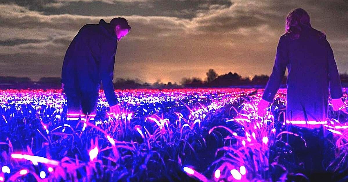 Każdej nocy holenderskie pole zaczyna świecić. Przypomina scenerię z filmów science-fiction