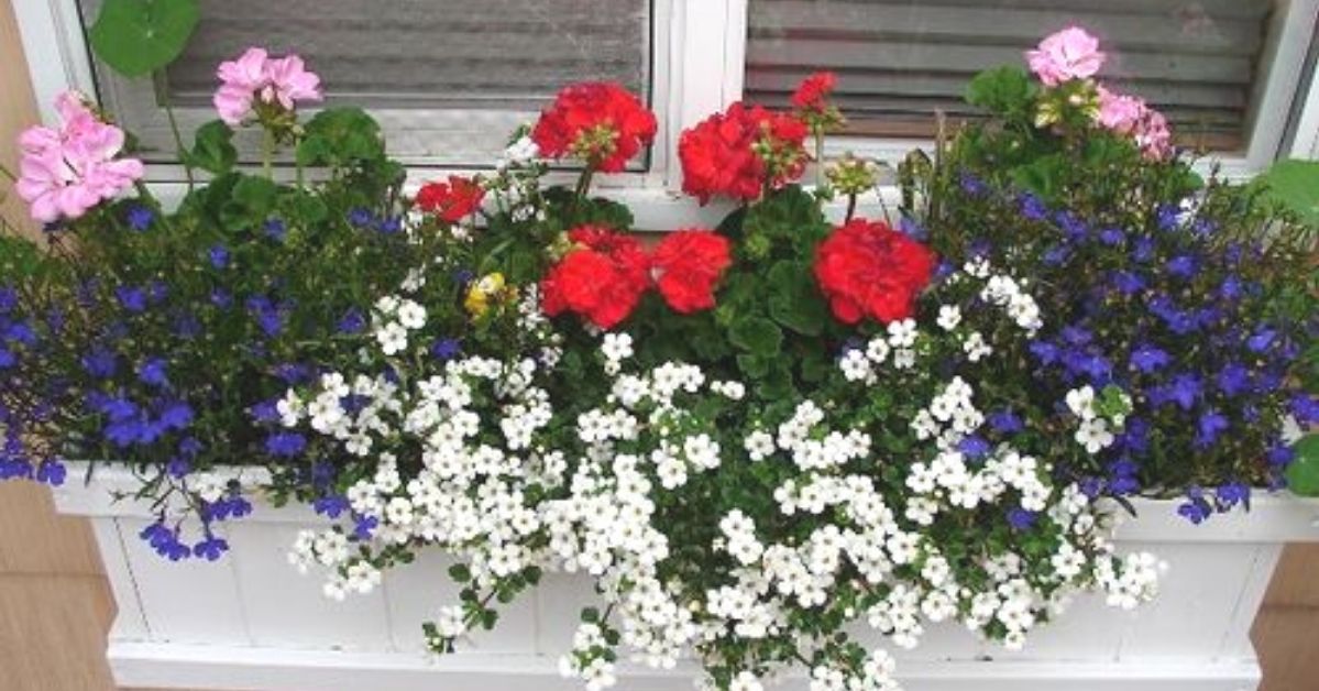 15 kwitnących gatunków kwiatów, którymi ozdobisz okna i balkon