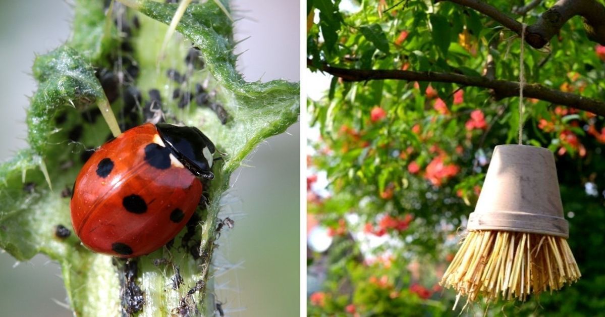 Zaproś pożyteczne owady do przezimowania w Twoim ogrodzie. Bez trudu wykonasz dla nich domek
